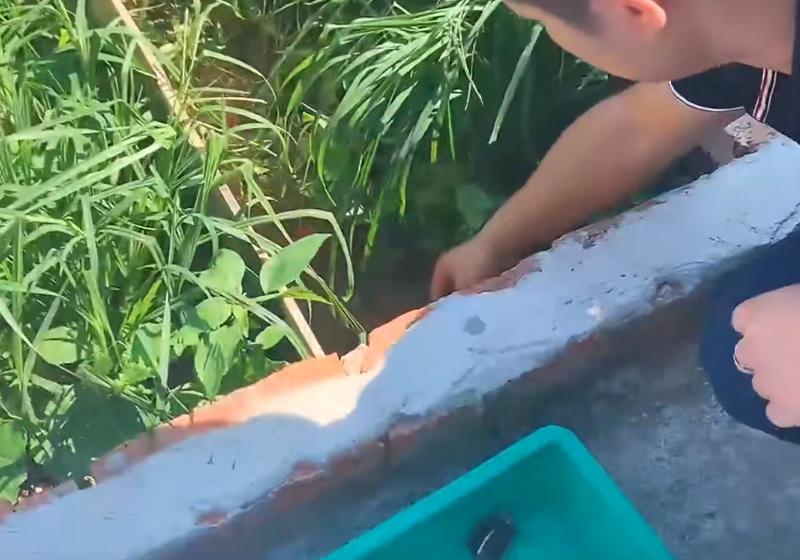 黄喉拟水龟养殖场水深标准,黄缘闭壳龟龟苗多久长大