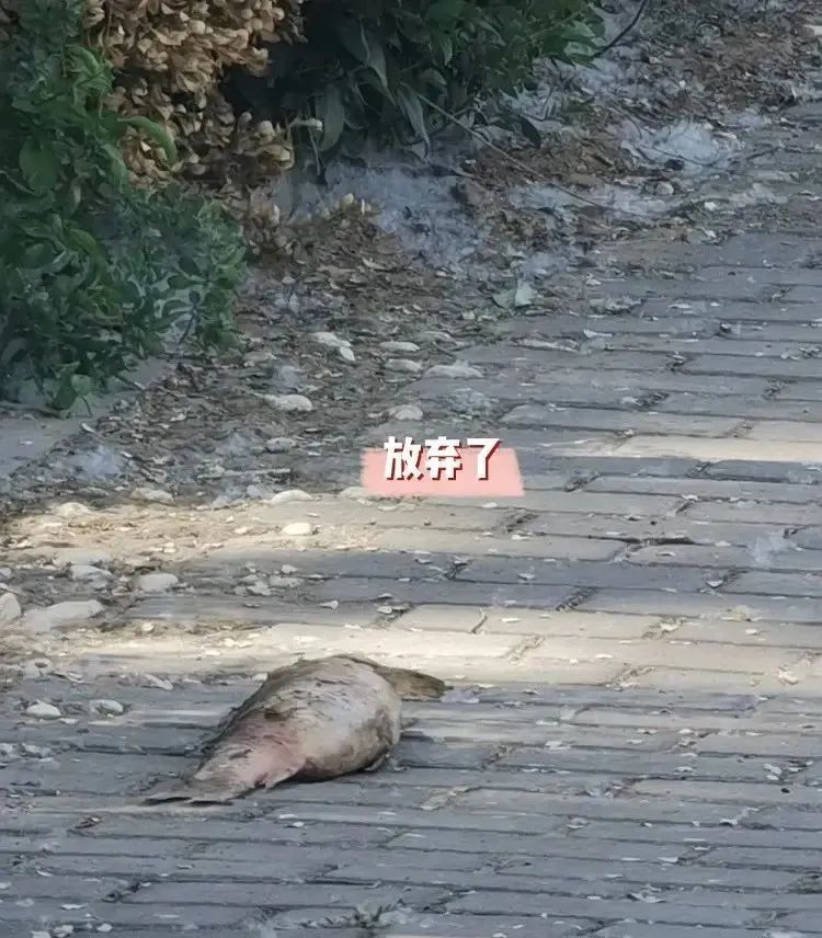 闺蜜送了一个房子,闺蜜送给我一个房子