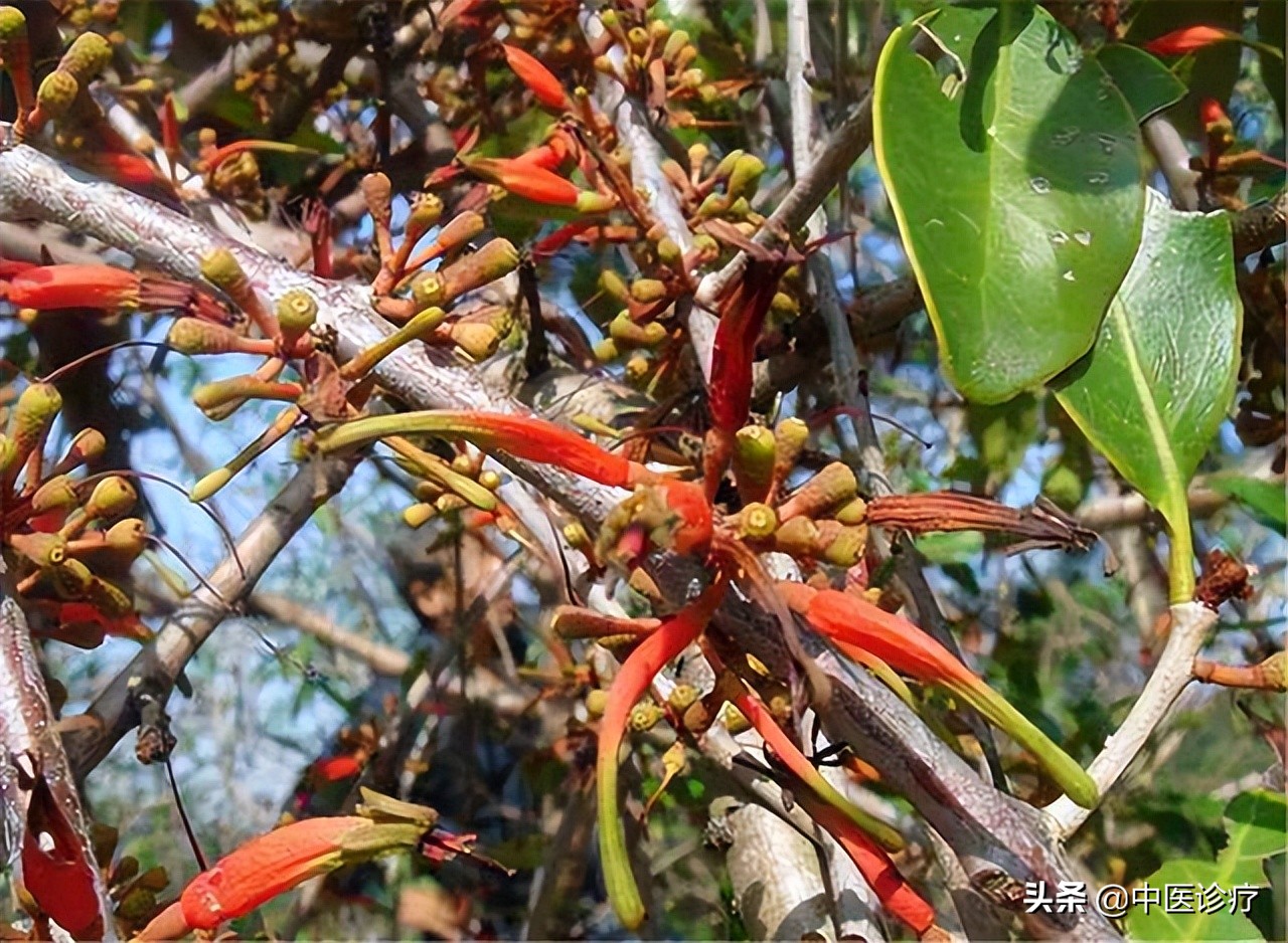 子宫肌瘤导致流产，治疗应选取益气安胎，散肌瘤顺利生产
