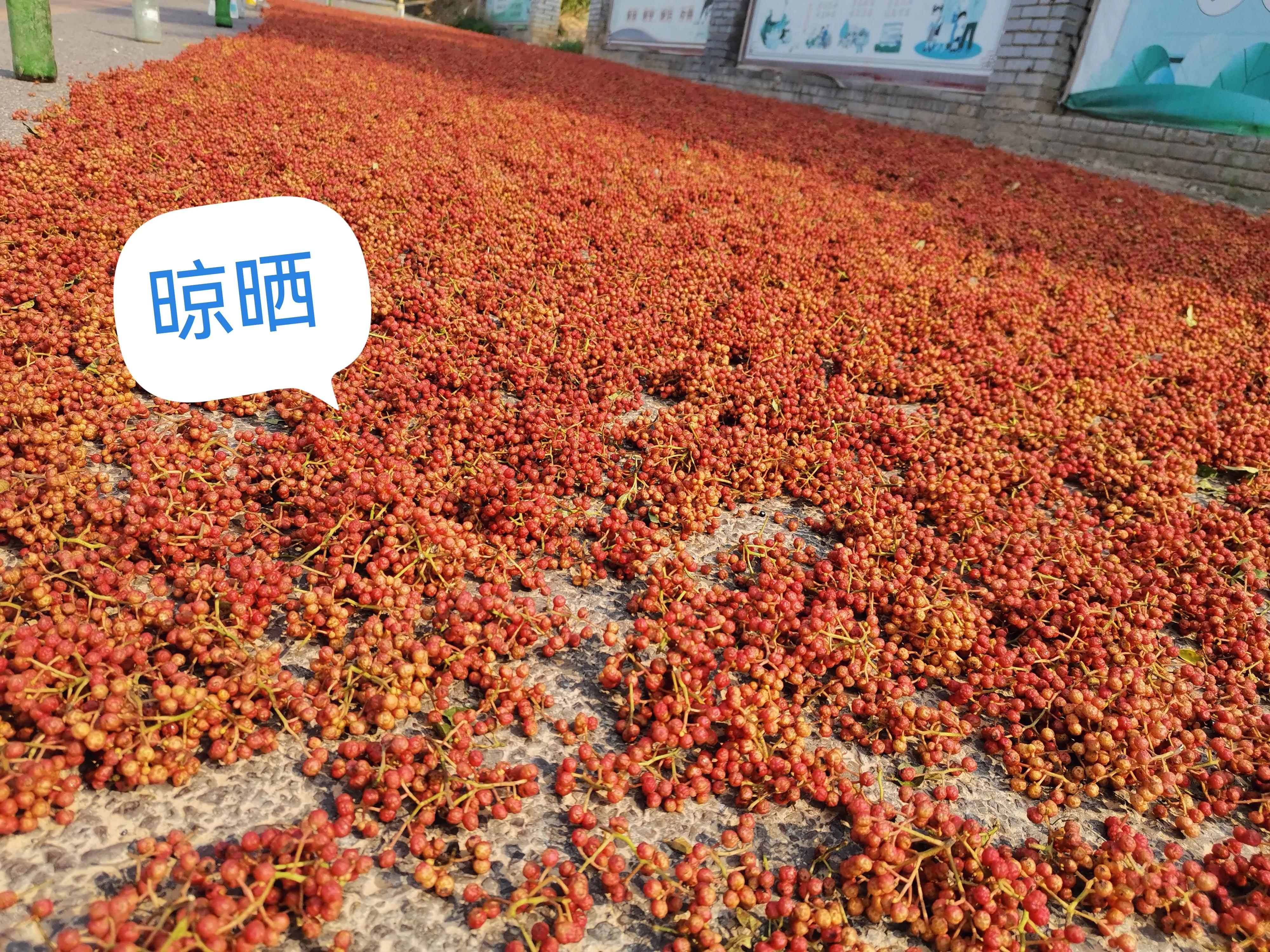 韩城花椒和汉源大红袍花椒哪个好 (韩城大红袍花椒继续热销)