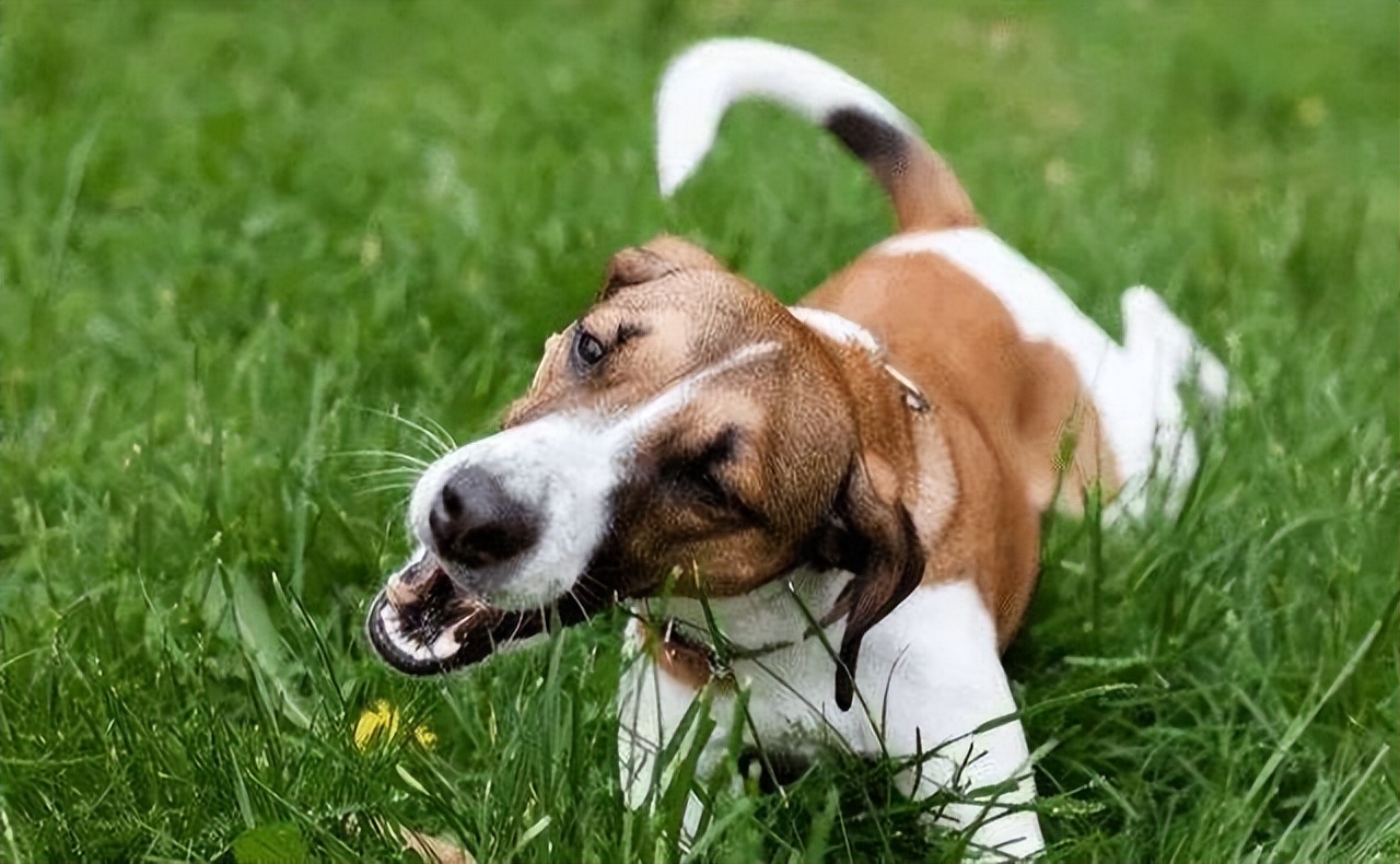 狗吃了老鼠药一般多久熬过危险期,狗误食老鼠药多久证明过了危险期
