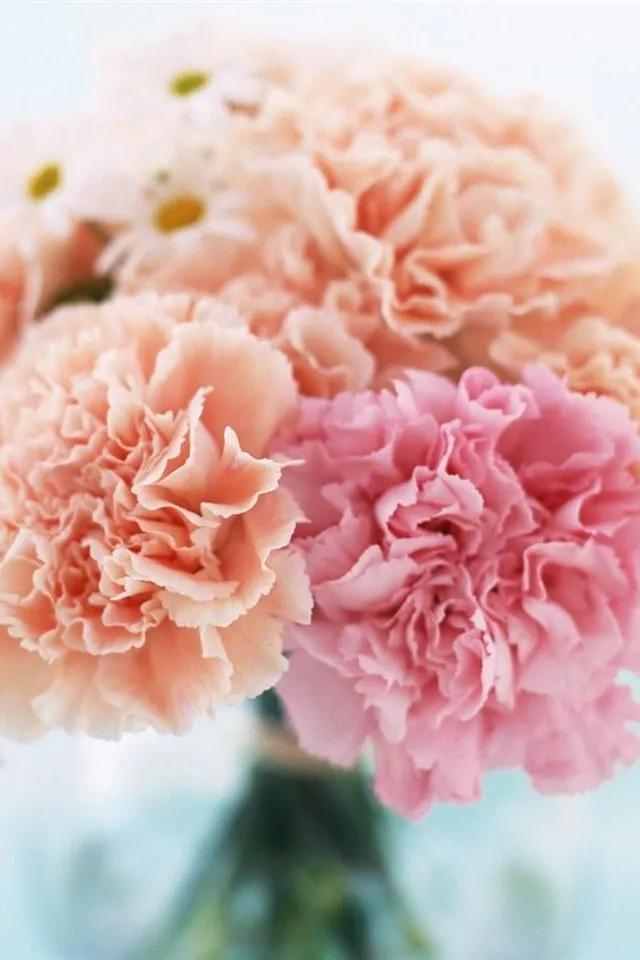 康乃馨花束壁纸,康乃馨壁纸手机超清全面屏
