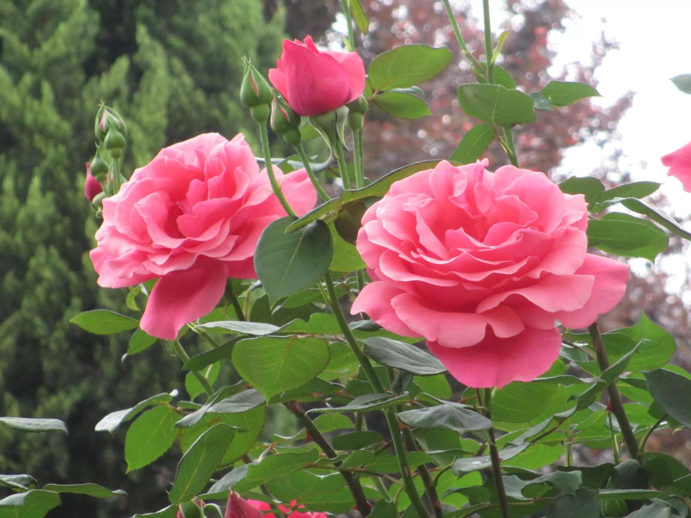 想要拥有自己的一间花店,好想拥有这样的一间花店