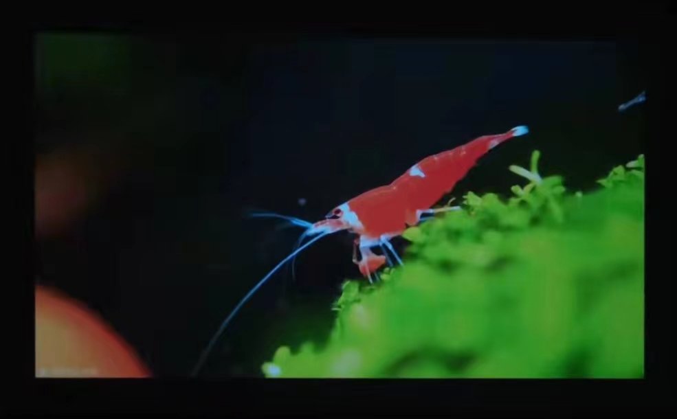 千元投影仪只投影,投影仪有什么好玩法