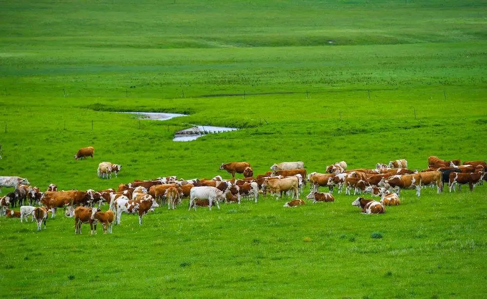 乡村振兴发展产业规划及措施,乡村振兴重点产业发展战略规划