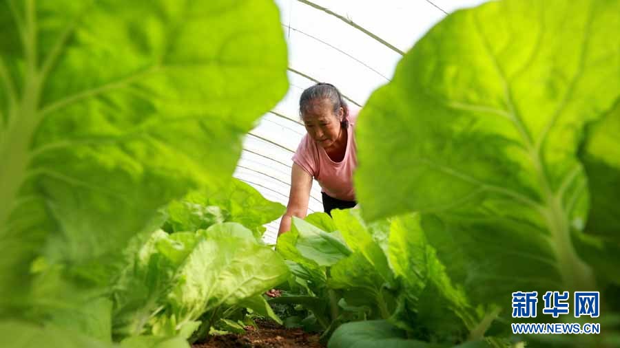 辛巴助力探索扶贫助农新路子,辛巴辛有志公益助农助力乡村振兴