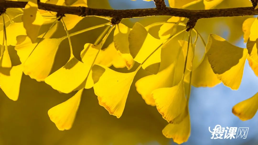 秋季限定|昆明九所学校，送你诗意校园里的一抹金