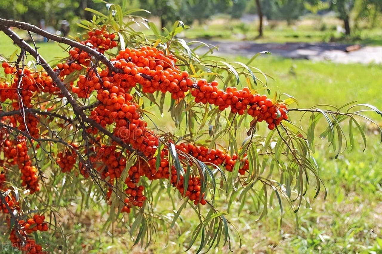 沙棘科普视频,沙棘的八大之最