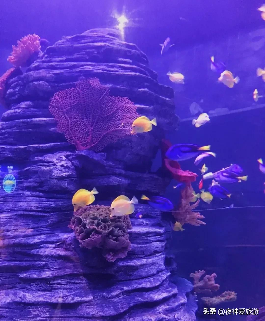 长风海洋世界和水族馆哪个好玩,上海长风海洋水族馆