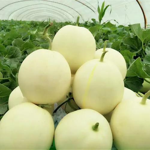 甜瓜滞销瓜农含泪卖瓜,甜瓜卖不动的原因