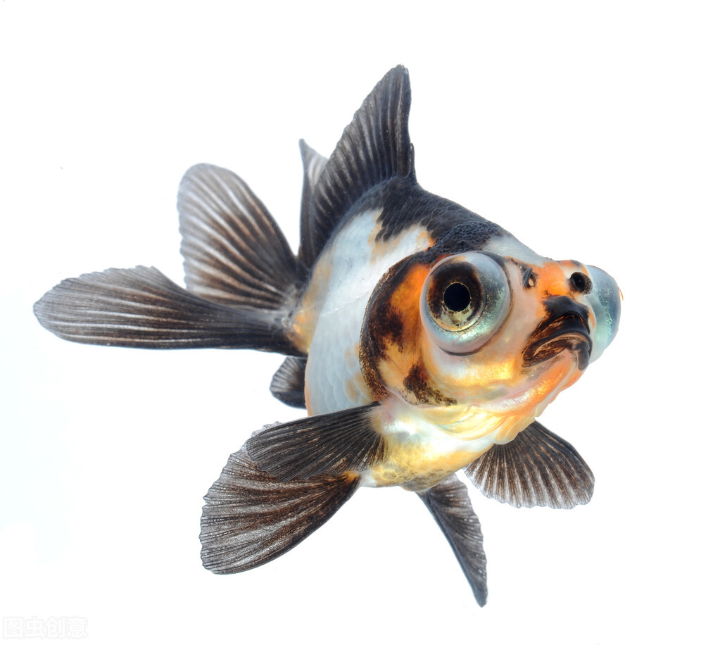 金鱼好养吗养金鱼的注意事项,金鱼怎么养才能养好不生病