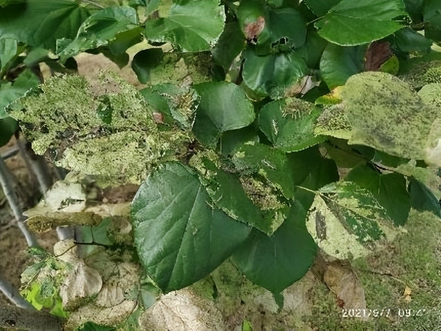 12月份园林绿化养护工作重点,元月份园林养护重点工作