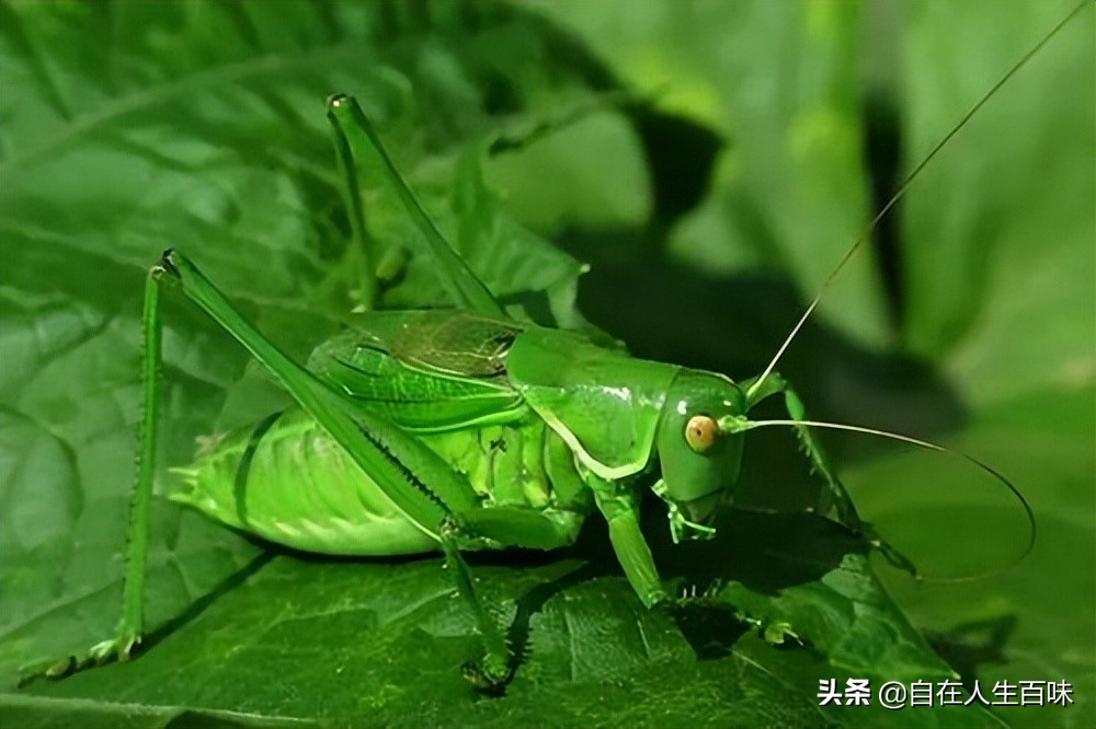 农村常见的虫子各叫什么名字,农村房子里面常见的虫子有哪些