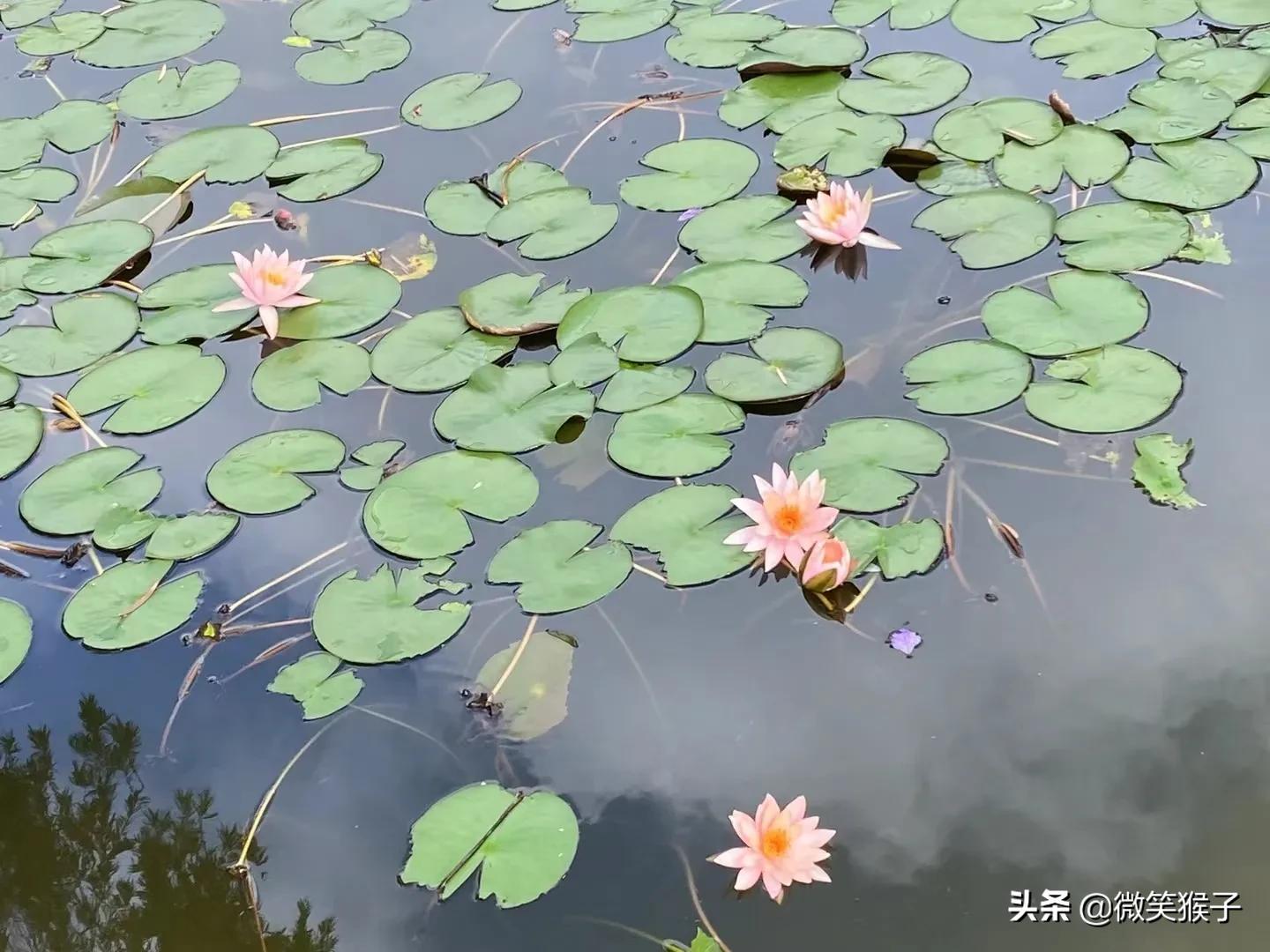 城市里的氧吧，广州番禺莲花山风景区