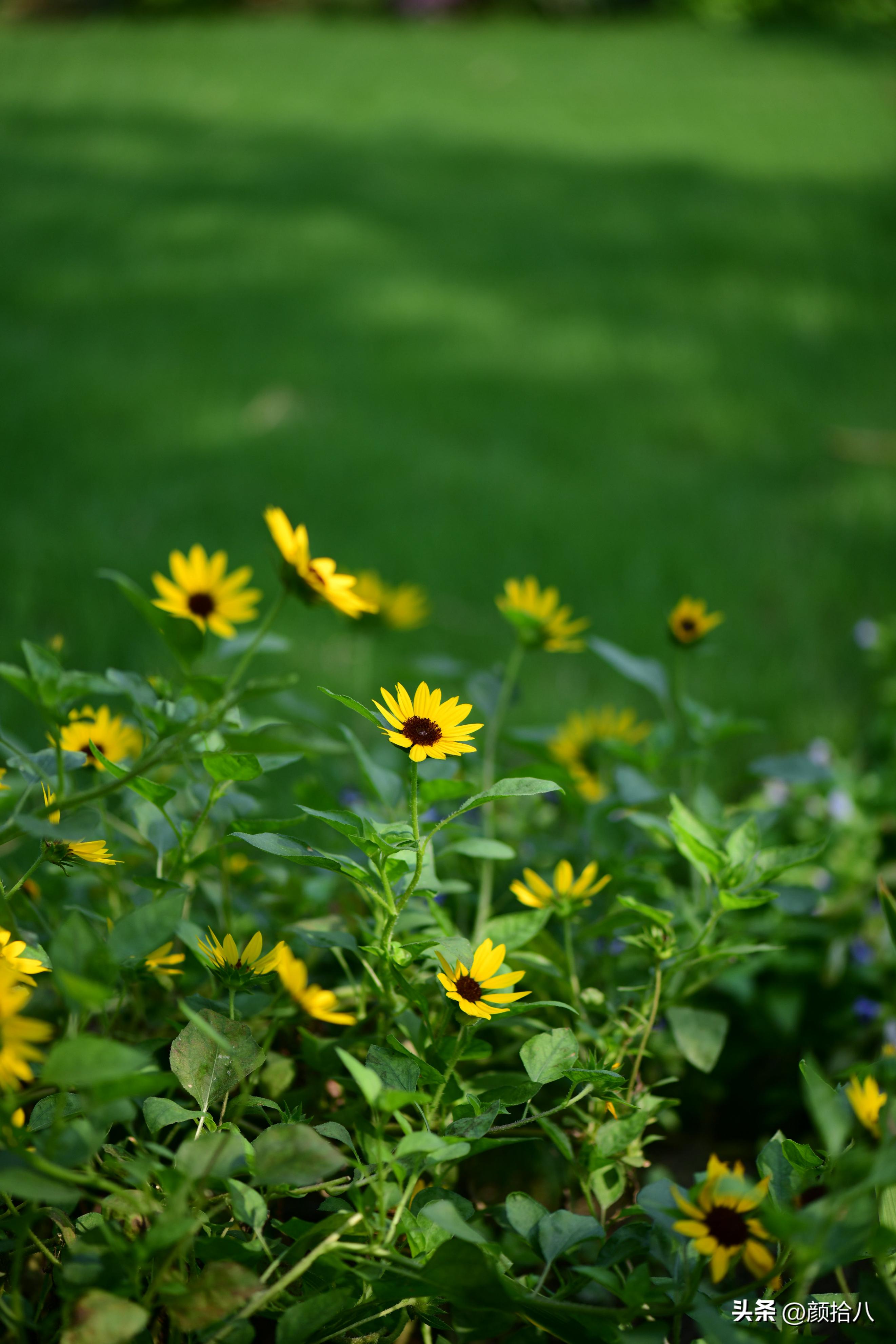 光辉岁月向日葵单朵花能开多少天,光辉岁月向日葵开花效果
