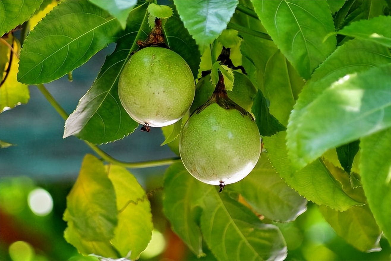 进口西番莲汁清关,西番莲进口