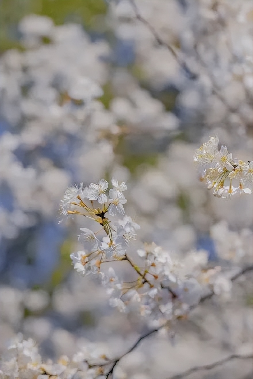 樱花季日本小众赏樱,樱花季全球赏樱胜地盘点