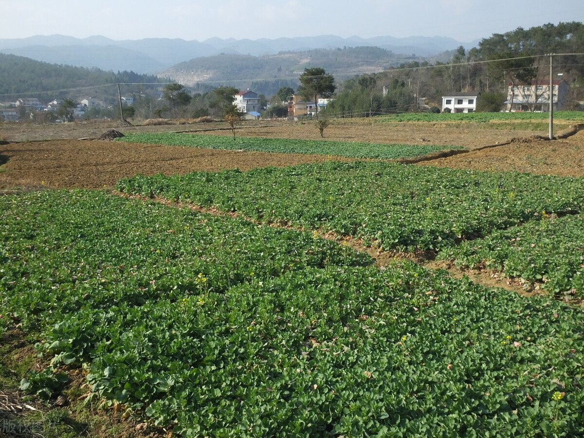 农村妇女靠什么赚钱,农村人在家里有什么办法赚钱