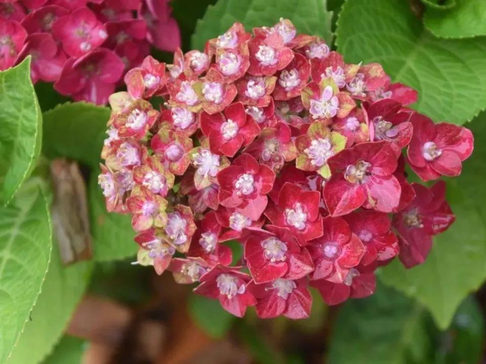 开眼界了!五大突出特征让这种“球花”魔力无限,人见人爱