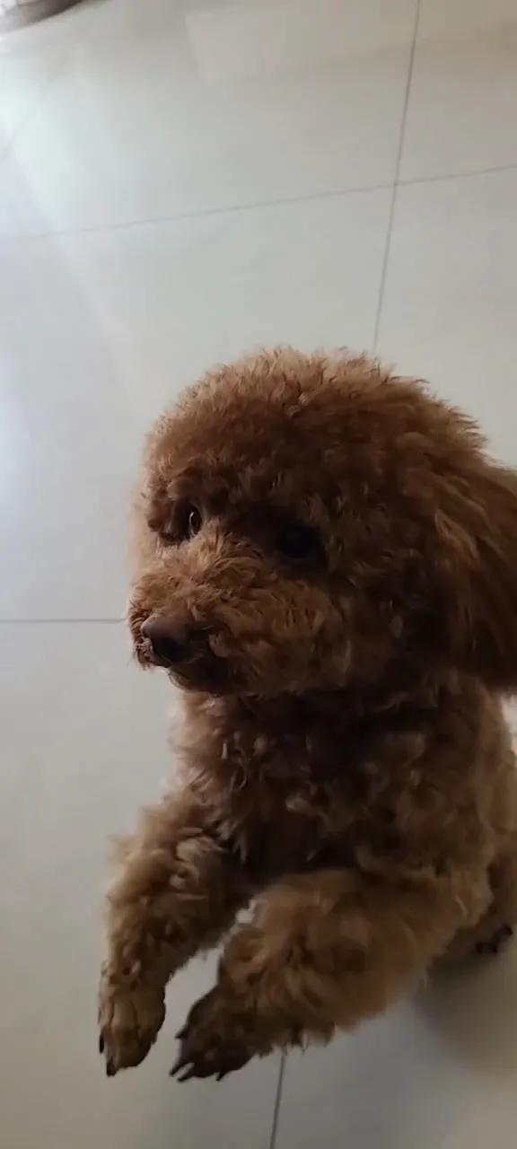 灰泰迪的成长史,一只泰迪的成长史