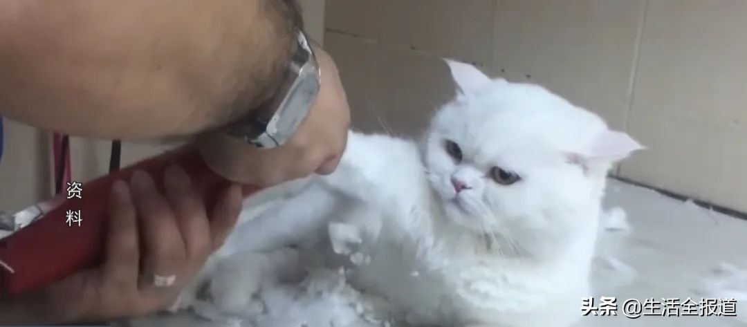 猫咪夏天掉毛严重怎么办,夏季猫咪掉毛严重用什么梳子