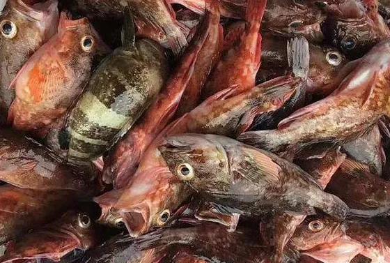 海鲜鱼类排行榜前十名,最便宜的20种海鲜是什么鱼类