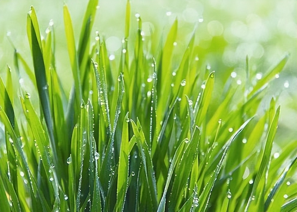 怎么做才能发挥蒲公英的最大功效,蒲公英被称为药草皇后