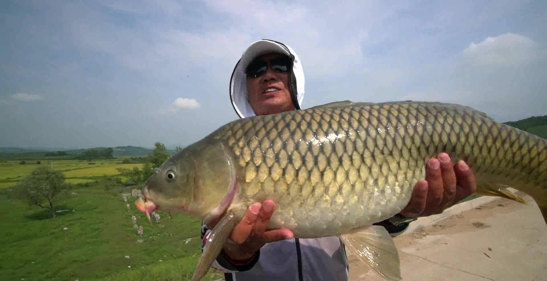 黄河鲤鱼泛滥成灾,黄河大鲤鱼泛滥