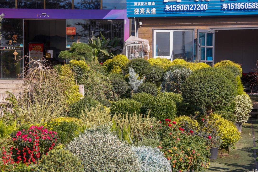 2022年苗市缓缓落幕，谁家欢喜谁家愁？