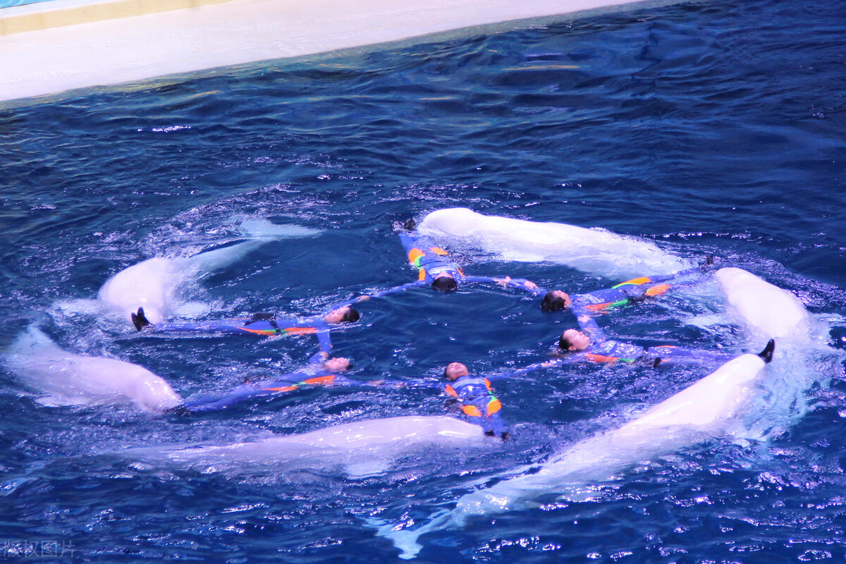 珠海长隆游玩攻略和费用,珠海长隆海洋王国乐园套票是什么