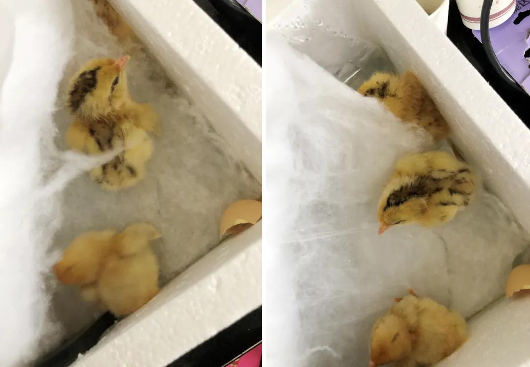 通过孵蛋学到了什么,第一次尝试孵蛋