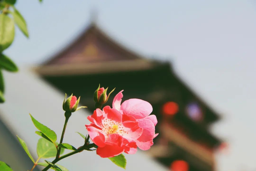 经典名著精华100句值得收藏,100部名著经典语录