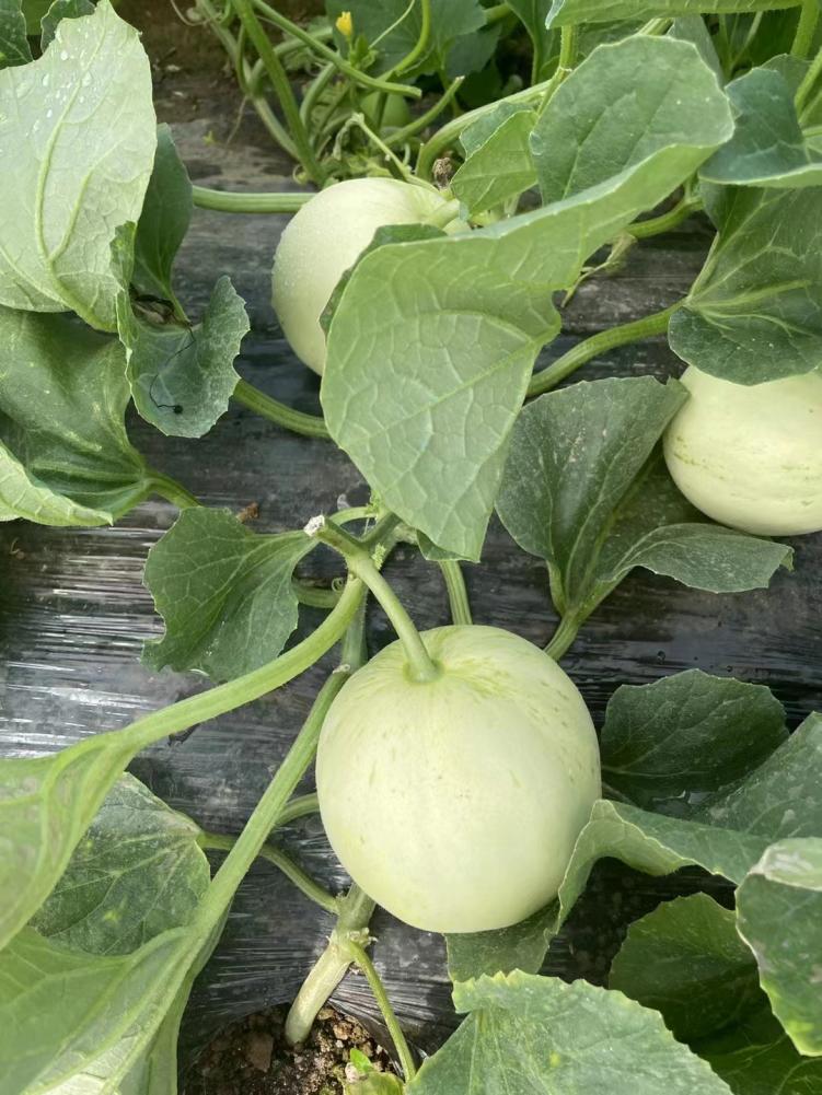 甜瓜新品种5762的种子价格,全国甜瓜价格最新行情