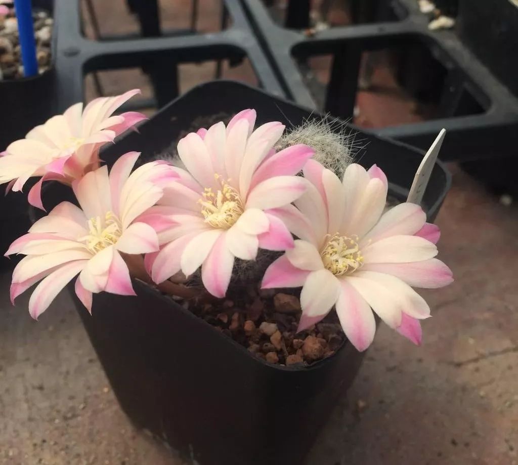 200种·仙人球开花图鉴，大开眼界，美到爆