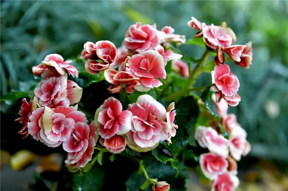 丽格海棠的养护注意事项和禁忌,丽格海棠花谢后还能接着开花吗