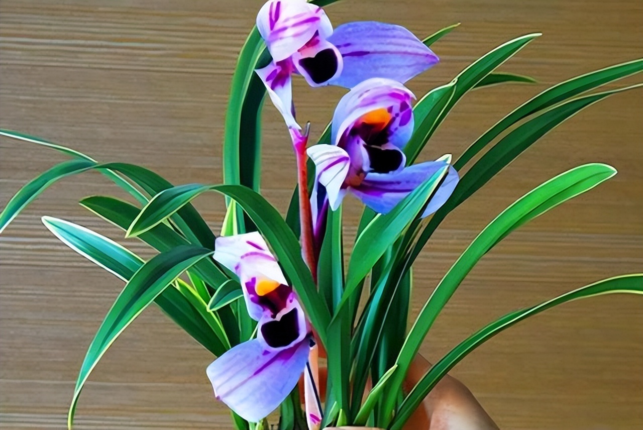 比较香且好养的兰花品种,兰花经典花型