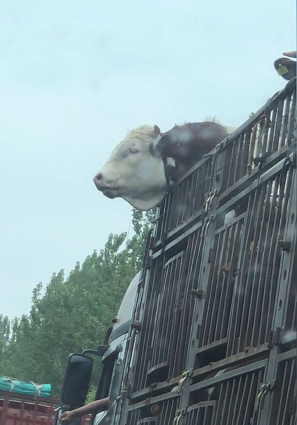一头牛晕车吐了,牛在高速上晕车吐了