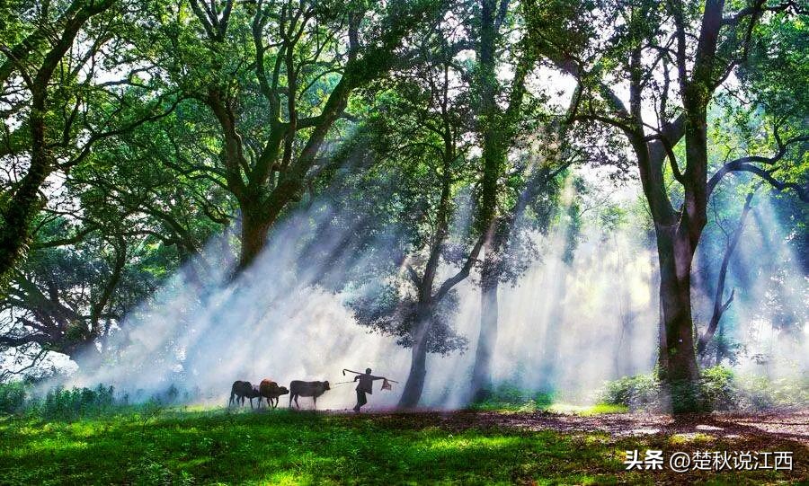 江西樟树第一古樟林,吉尼斯之最古樟树林