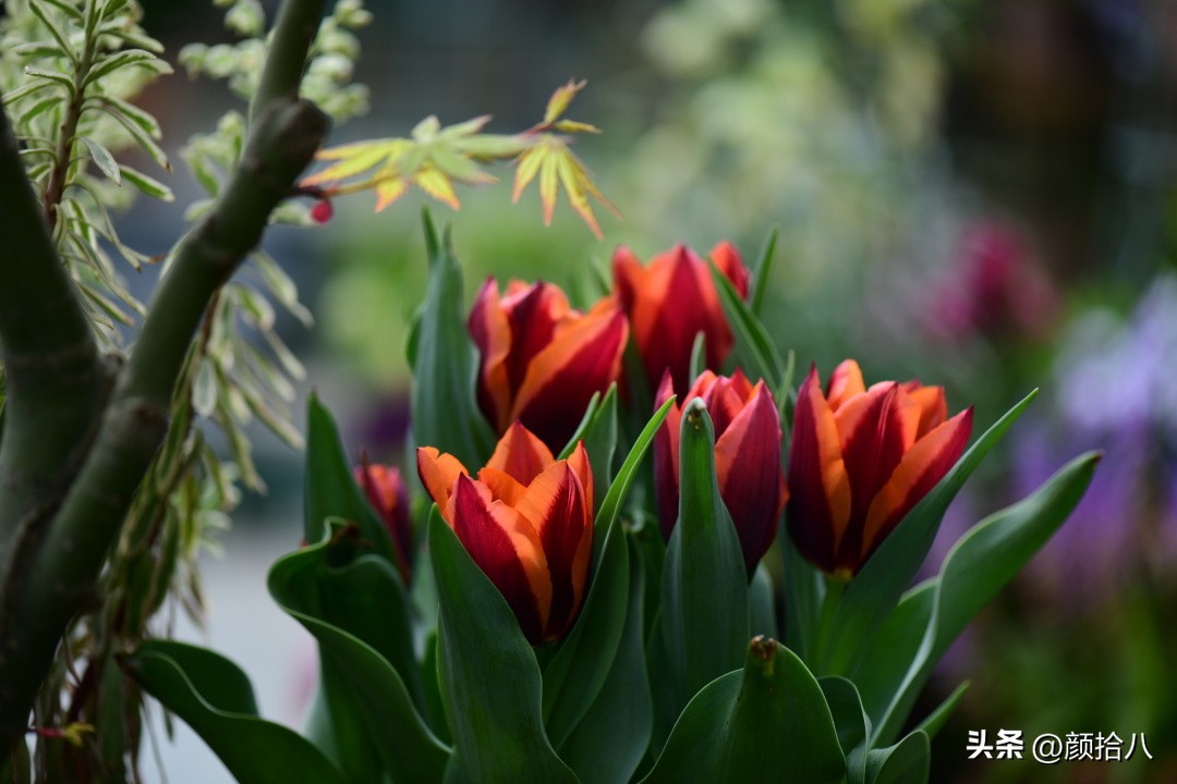 盘点今年河马花园里最美的几款郁金香|园丁