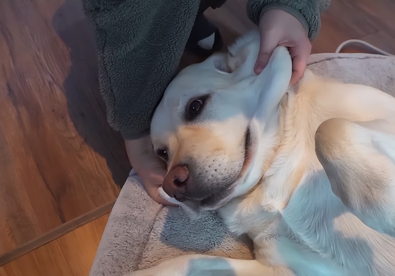 又馋又懒的狗,又馋又挑食的狗