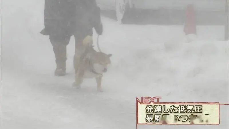 千万别养两只柴犬,千万不要养的狗子