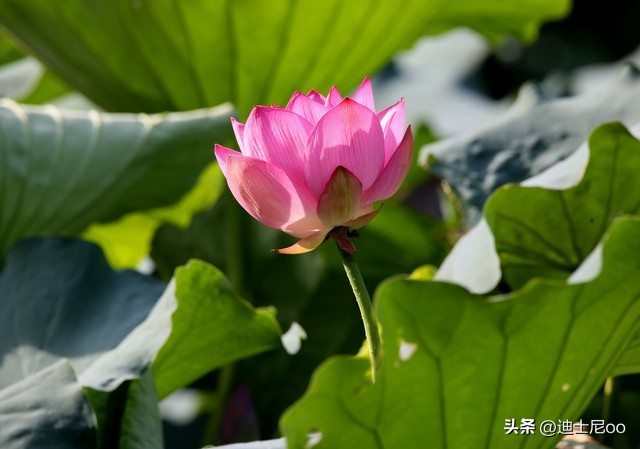 我手被磕到了怎么办,手被打淤青了咋办