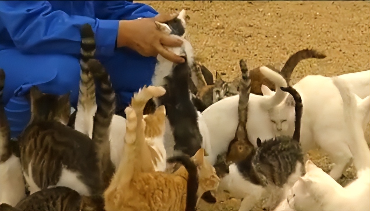 辽宁国家粮仓遭鼠患，员工训练流浪猫当兵入伍，厂内上演猫鼠大战