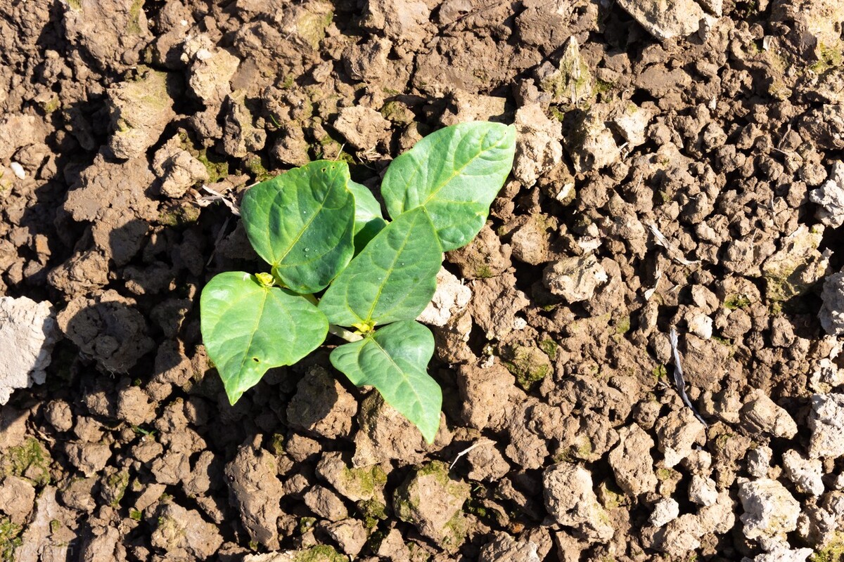 芸豆怎么种能结角多,家里种芸豆
