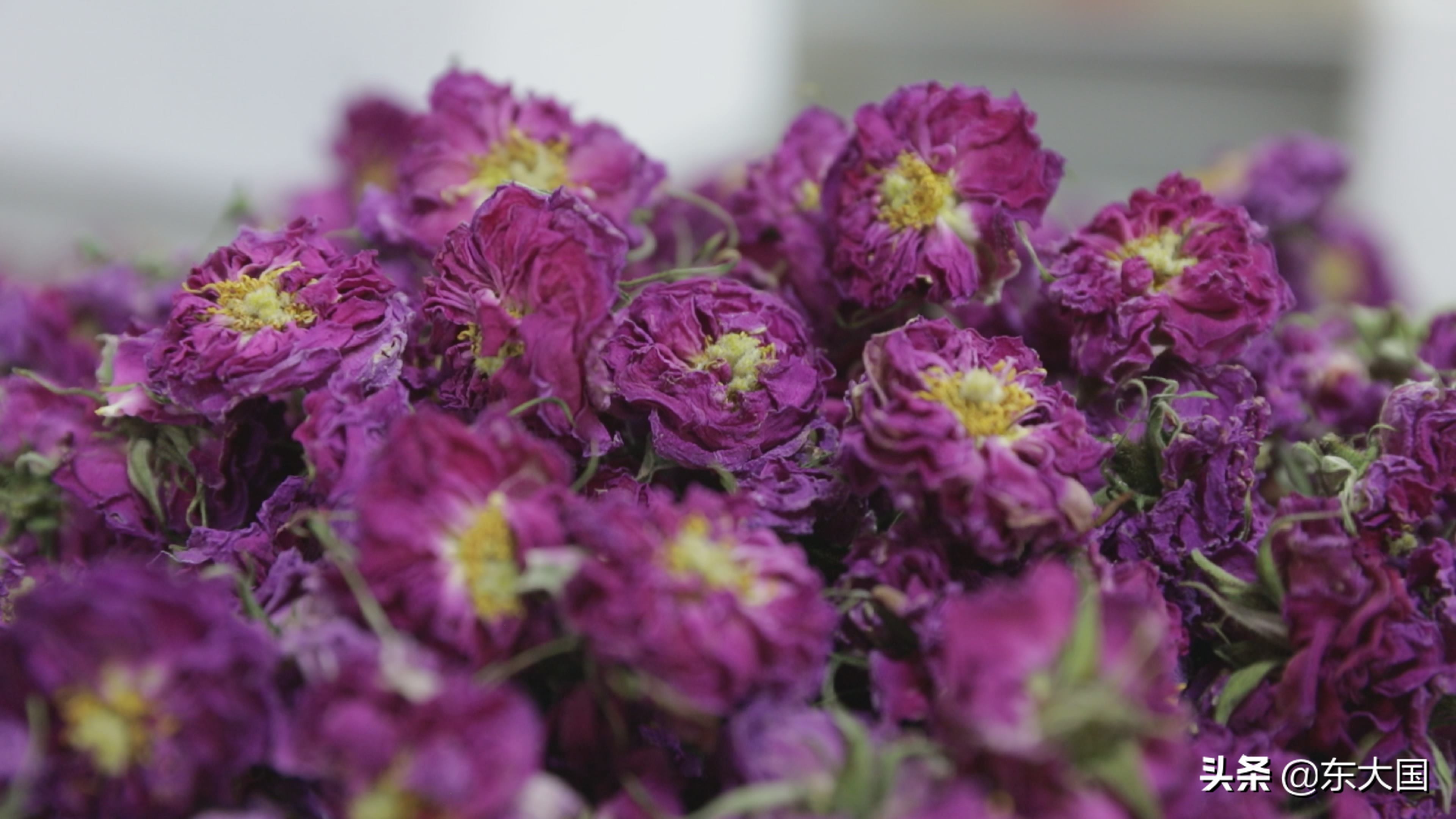 野猪“刺”激来的玫瑰花——玫瑰姐姐和她的美丽经济