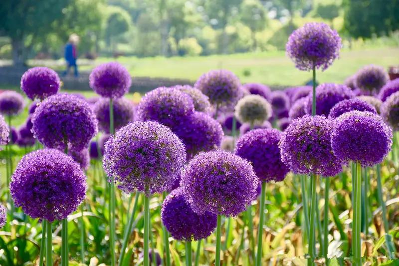 好看又好养的大花卉盆栽,开花好养的大花卉