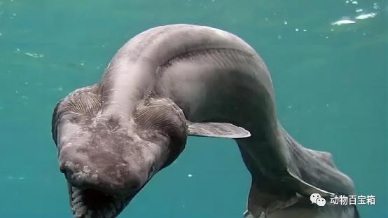 生吞大白鲨的虎鲸,大白鲨的力量有多强