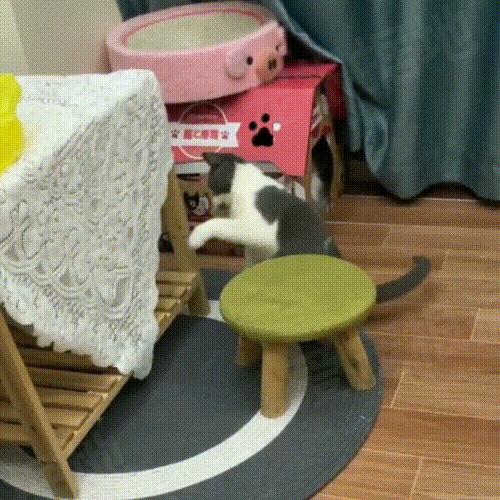 被主人拴着的猫,被邻居拴在楼道的小猫咪