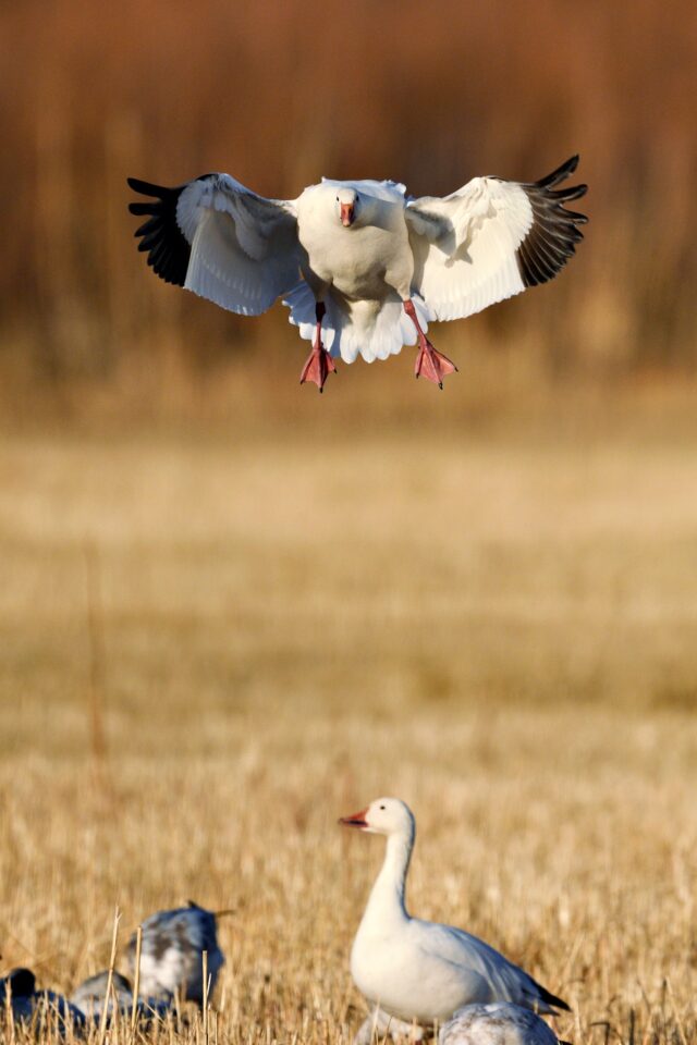 尼康Z800mmf/6.3VRS镜头深度评测