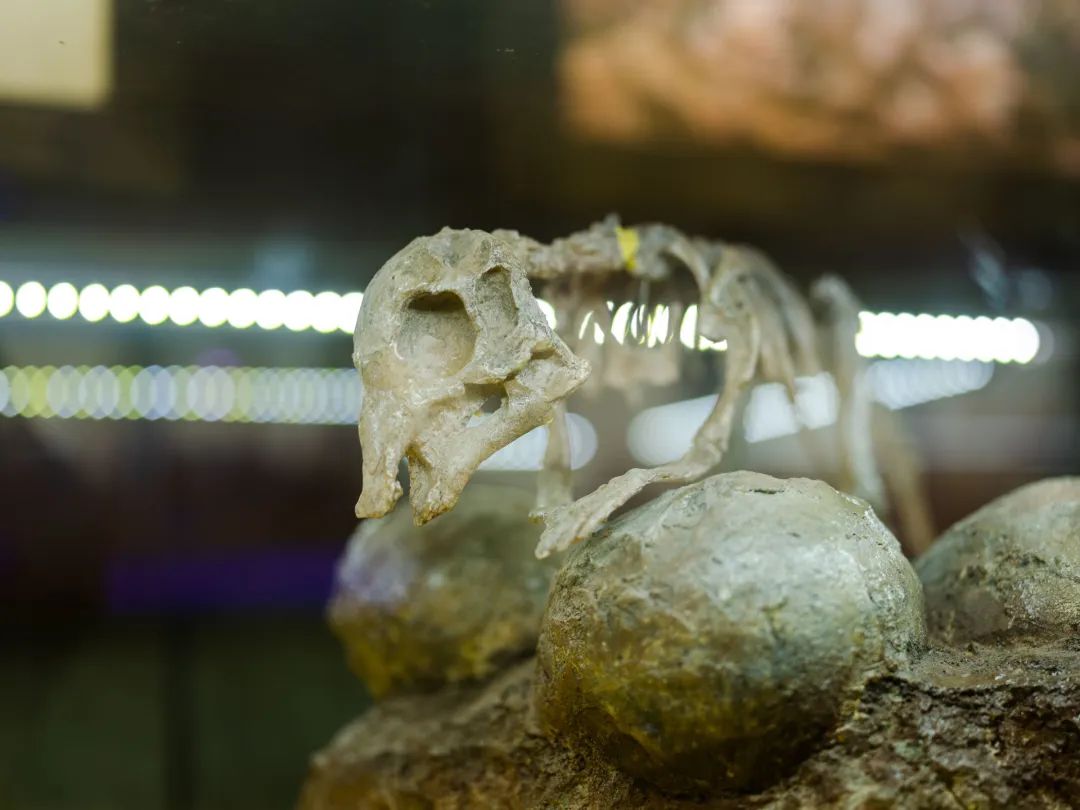 中国十大恐龙图鉴,100种恐龙名字图鉴图文